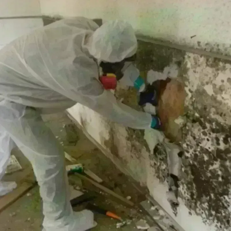 Mold Remediation and Removal in Las Cruces, NM